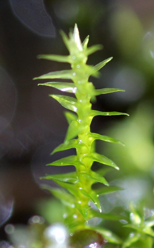 Meesia triquetra